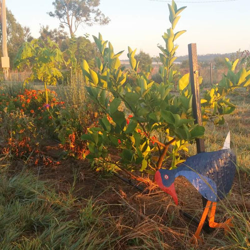 Our Food Forest after one year
