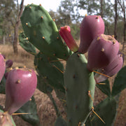 Prickly Pear - weed or useful plant?