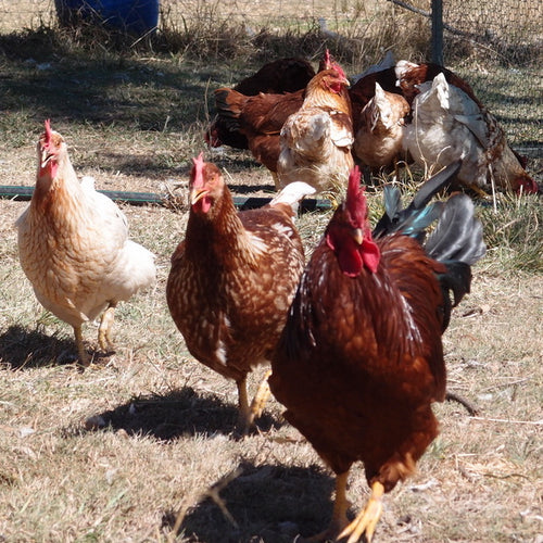 Backyard Chickens - where to start!