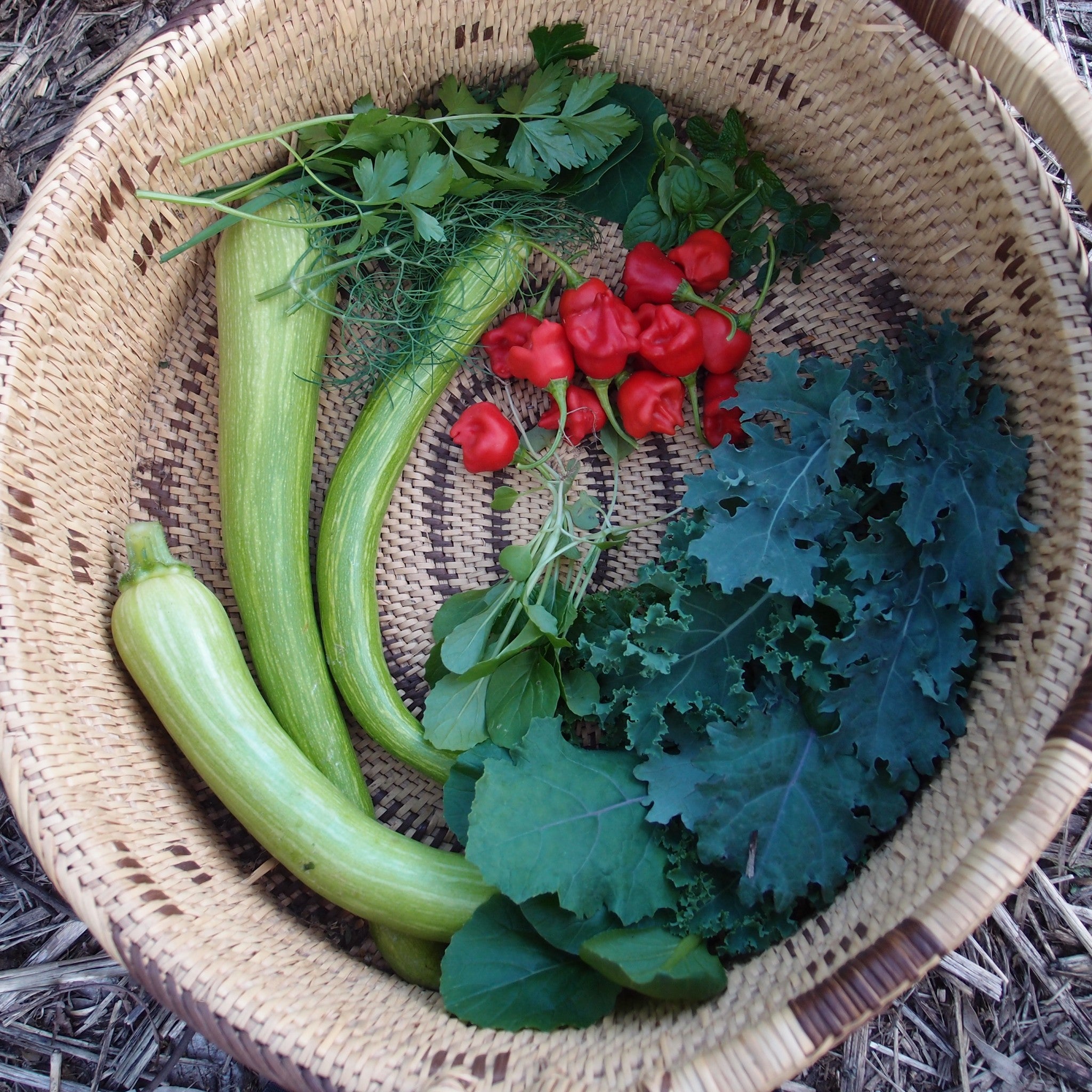 Posts about Growing Vegetables on Eight Acres Eight Acres Natural Living