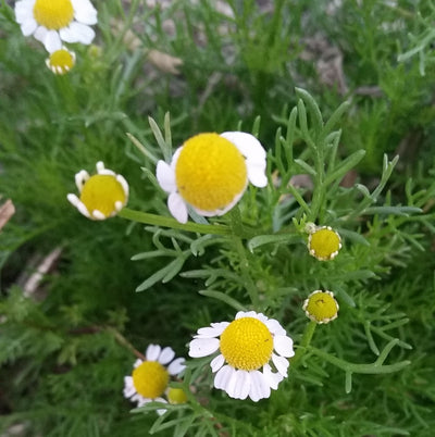 How I use herbs - chamomile