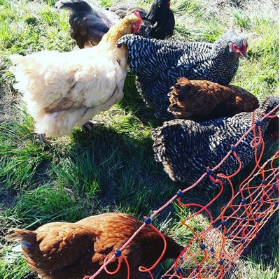Using electric fence chicken netting (and chicken tractors)