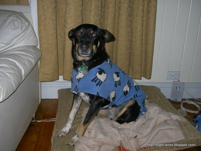 Sewing dog coats