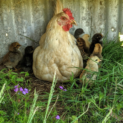 Hatching chicks - incubator vs mama hen