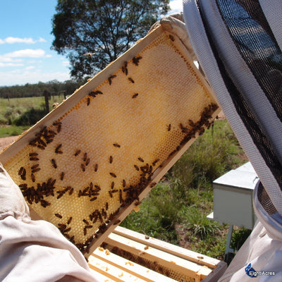 Beekeeping - boom and bust