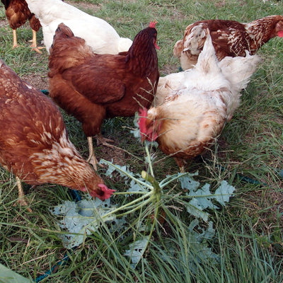 Five beginner questions about backyard chickens