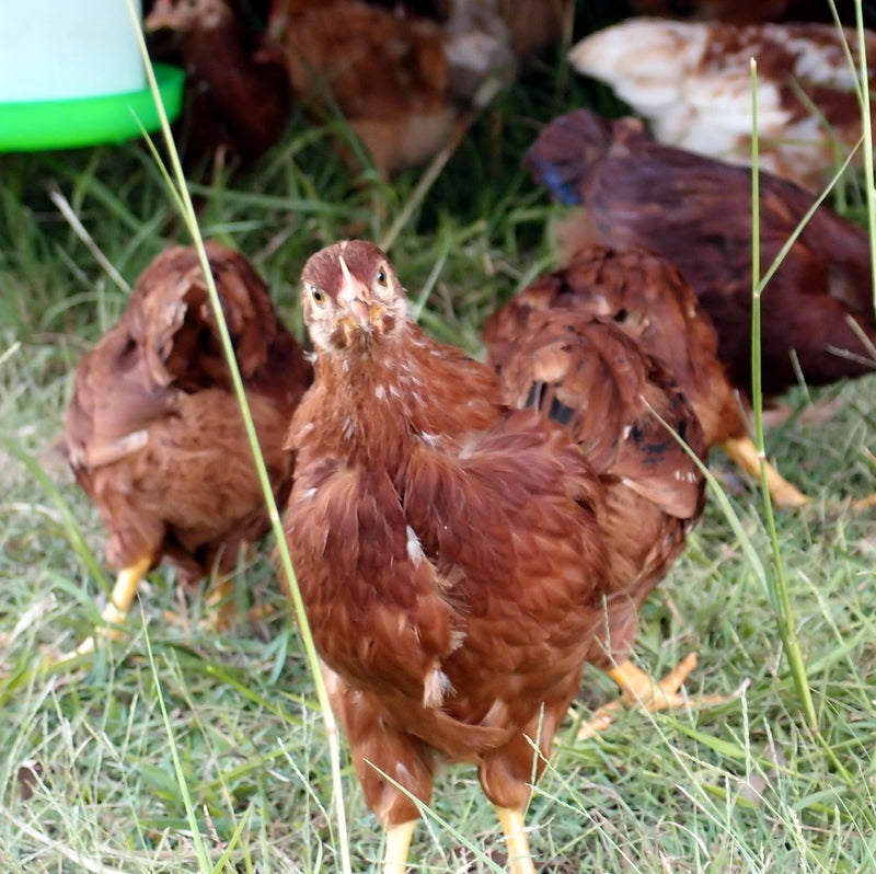 Choosing chooks - which chickens are best for you? – Eight Acres ...