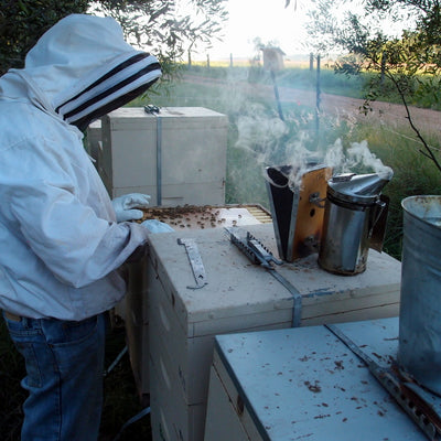 Beginner beekeeper: What equipment do you need?