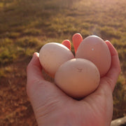 Why do chickens stop laying eggs in winter?
