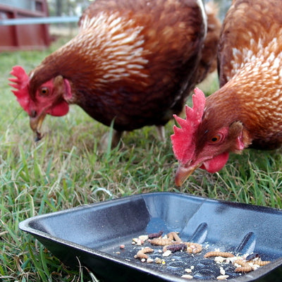 Meal worms for chickens