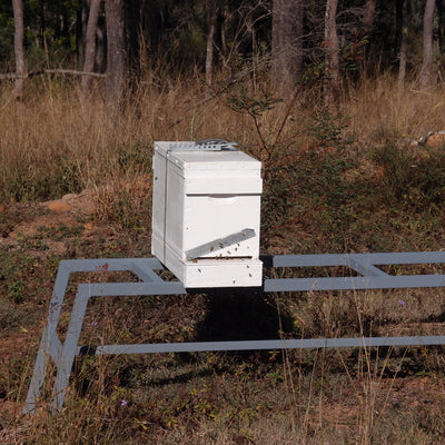 Beginner beekeeper: How to buy honey bees