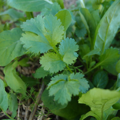 How I use herbs - coriander (or cilantro)