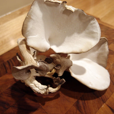 Growing mushrooms in my kitchen!