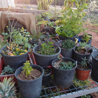Pot garden progress