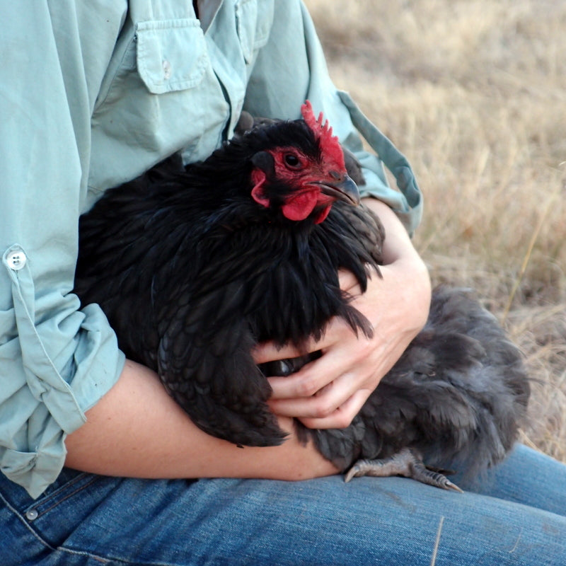 Getting stared with chickens - summing up – Eight Acres Natural Living