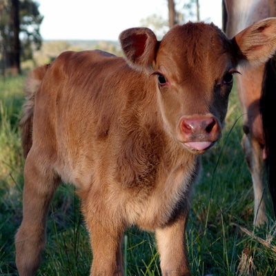 Meet little Daisy calf