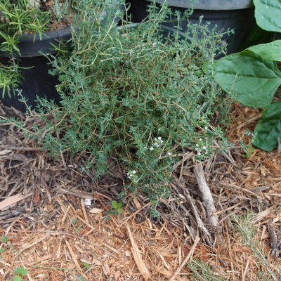 How I use herbs - rosemary and thyme
