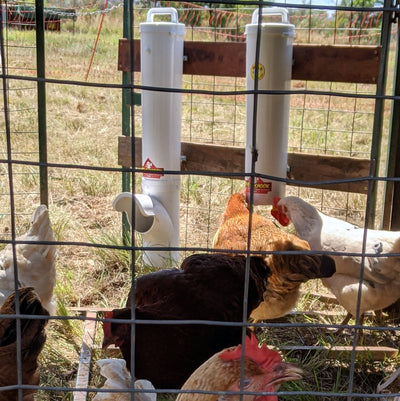 Chicken feed and water options