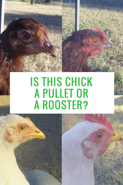 Determining the gender of young chickens: are those chicks hens or roosters?